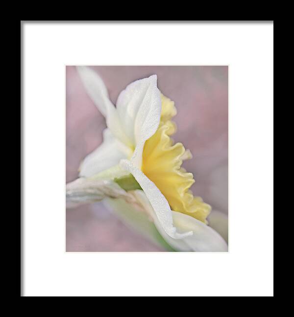 Daffodil Framed Print featuring the photograph Softness of a Daffodil Flower by Jennie Marie Schell
