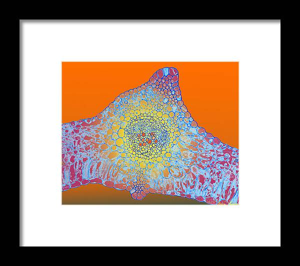 Microscopic Abstract Framed Print featuring the photograph Solar Cells by Rein Nomm