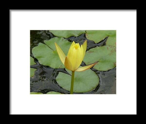 Flower Framed Print featuring the photograph Solar Power by Kirk Long