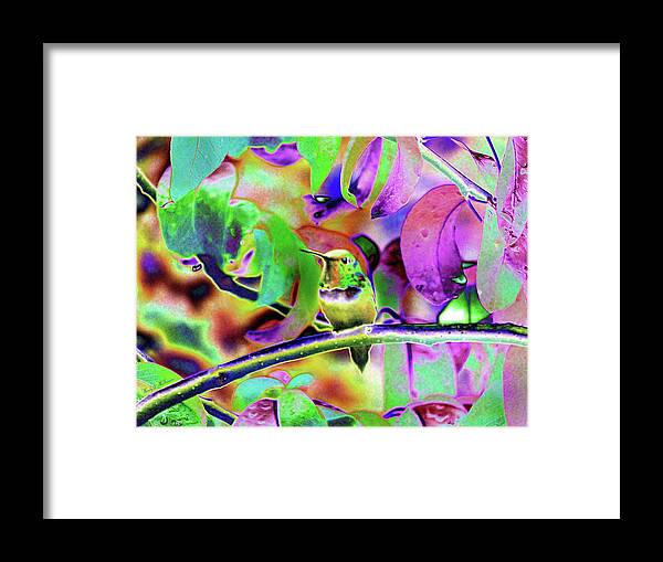 Hummingbirds Framed Print featuring the photograph Solarized Hummer by Wendy McKennon