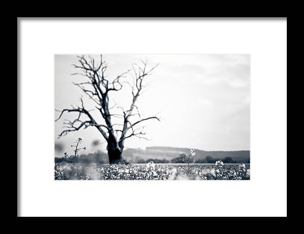 Nature Framed Print featuring the photograph Solemn Oak by Justin Albrecht