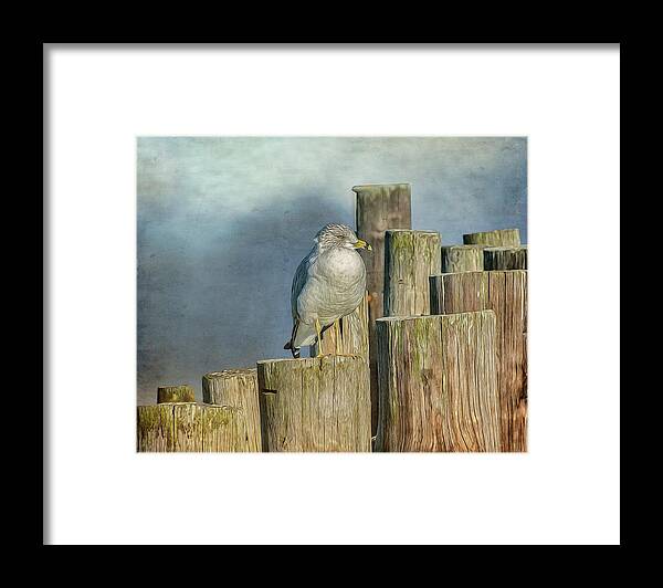 Seagull Framed Print featuring the photograph Solitary Gull by Cathy Kovarik