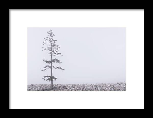 Tree Framed Print featuring the photograph Solitary by Holly Ross