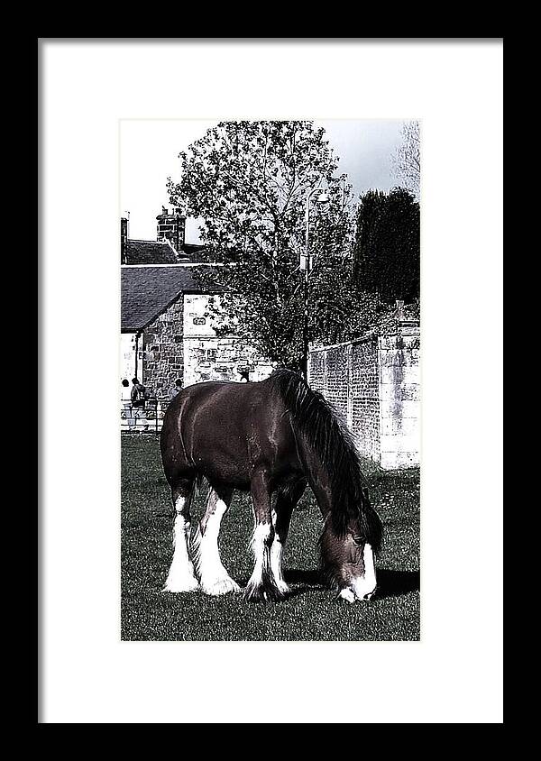 Pony Framed Print featuring the photograph Solitary I by HweeYen Ong