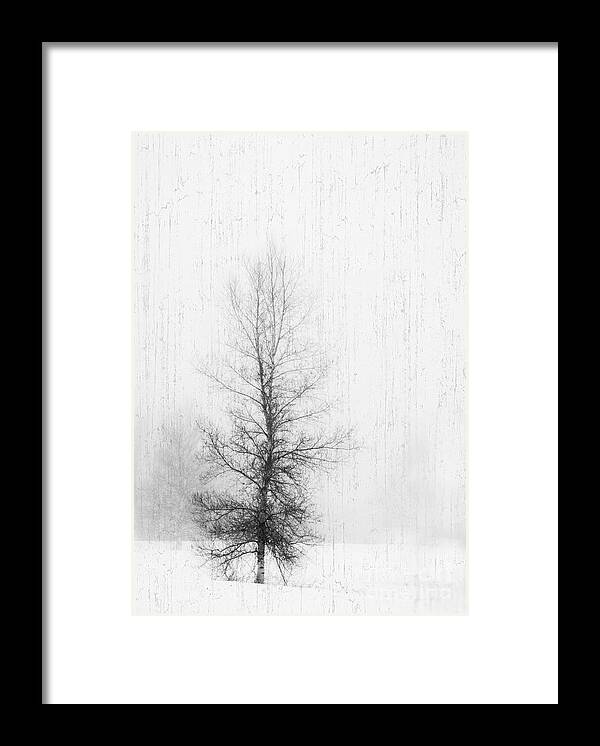 Snow Framed Print featuring the photograph Solitude by Alana Ranney