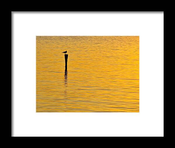 Sea Gull Framed Print featuring the photograph Solitude by Mike Reilly