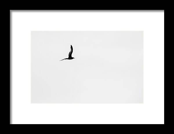 Birds Framed Print featuring the photograph Solo Of A Bird by Jan Gelders