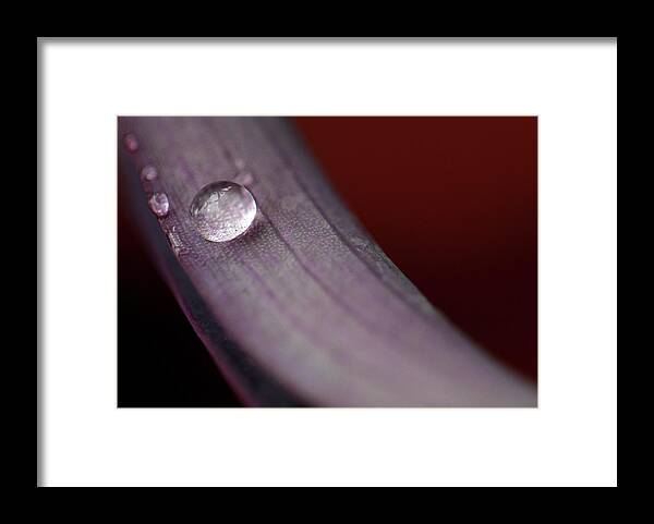 Minimalistic Photos Framed Print featuring the photograph Solo Water Droplet by Prakash Ghai
