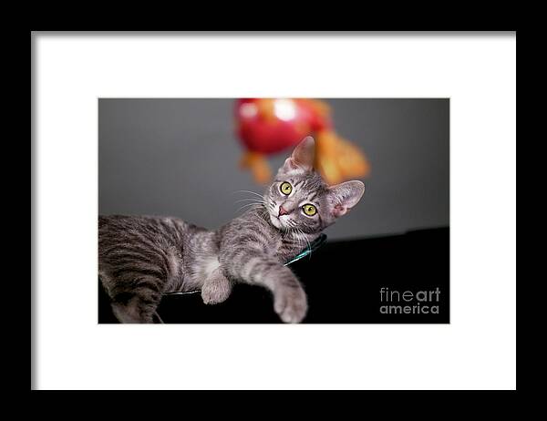 Digital Photography Framed Print featuring the photograph Something fishy by Afrodita Ellerman