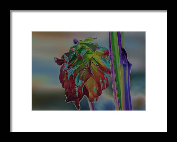 Pitcher Plant Framed Print featuring the photograph Something Special by DB Hayes