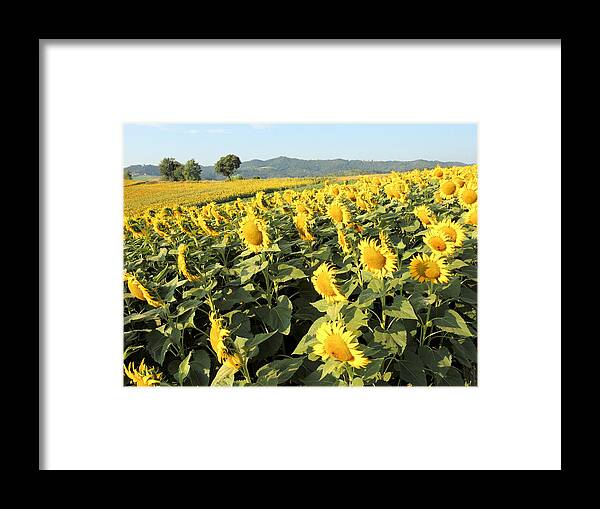 Sunflowers Framed Print featuring the photograph Something yellow by Guido Strambio