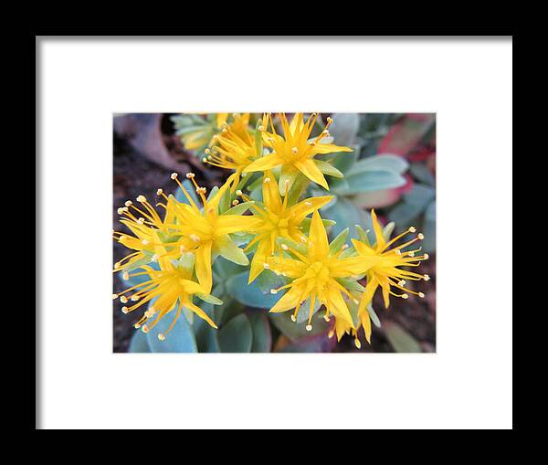 Flower Framed Print featuring the photograph Something Yellow by Vesna Martinjak