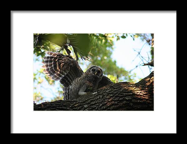 Barred Owl Framed Print featuring the photograph Sometimes I'm a Gargoyle by Anita Parker