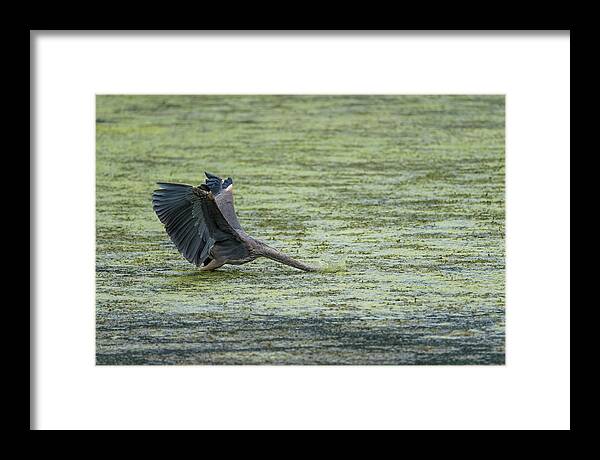 Bird Framed Print featuring the photograph Sometimes you just go head first... by Wild Fotos