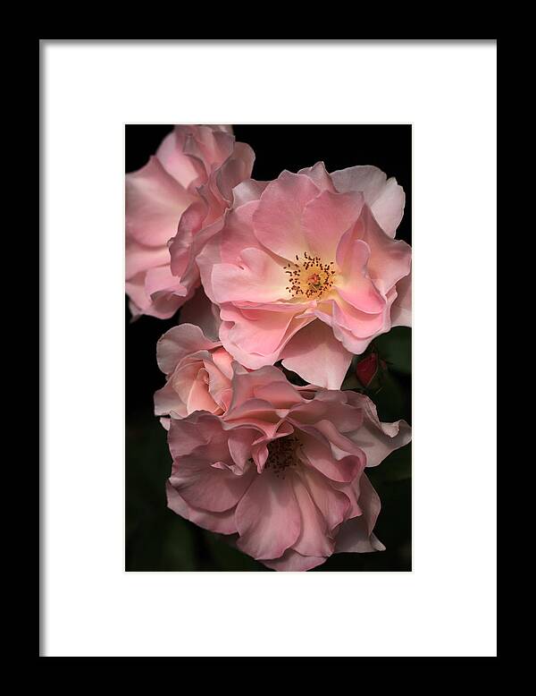 Rose Framed Print featuring the photograph Sonata Roses by Tammy Pool