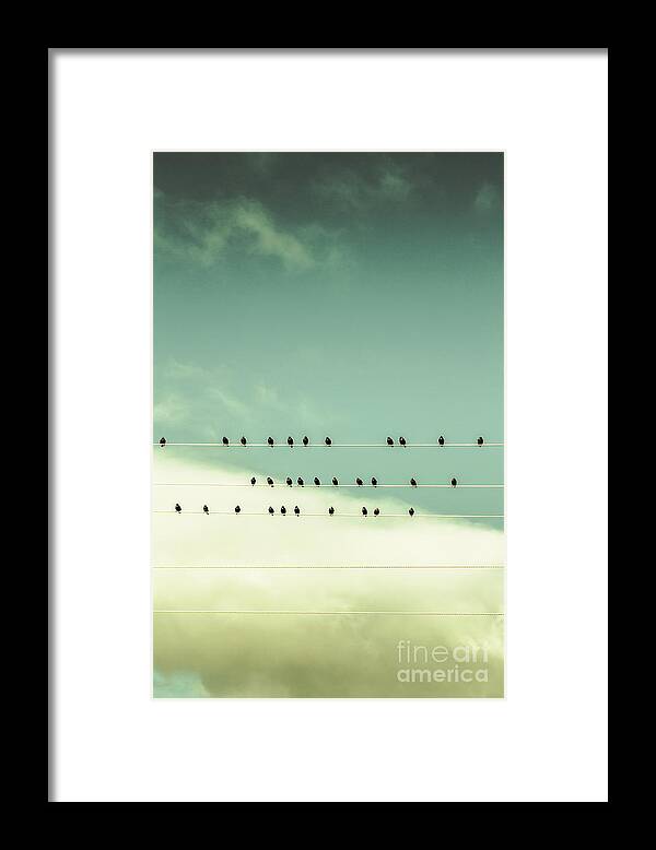 Birds Framed Print featuring the photograph Song birds on five lined staff by Jorgo Photography