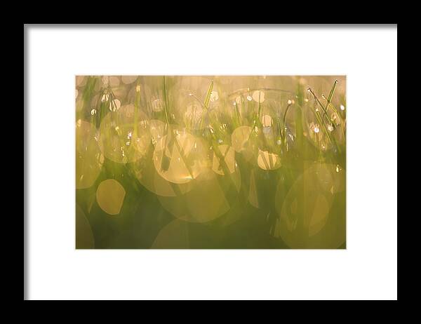 Song Of Light Framed Print featuring the photograph Song of Light by Rachel Cohen