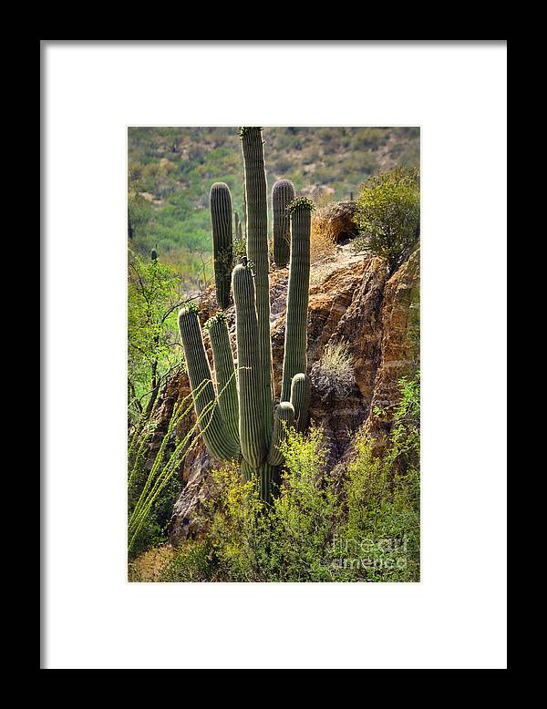 Nature Framed Print featuring the photograph Sonoran Desert Dweller by Deb Halloran