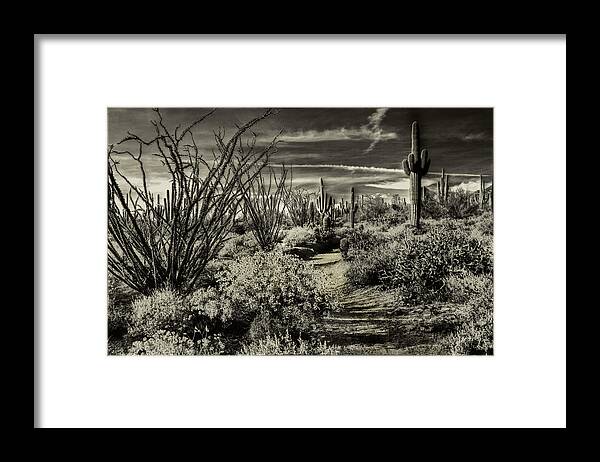 Usa Framed Print featuring the photograph Sonoran Desert Spring by Roger Passman