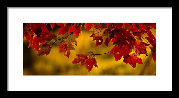 Autumn Color Framed Print featuring the photograph Soon Enough by Albert Seger