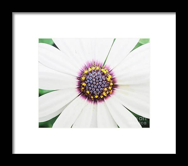 White Framed Print featuring the photograph Soprano White by Phil Spitze