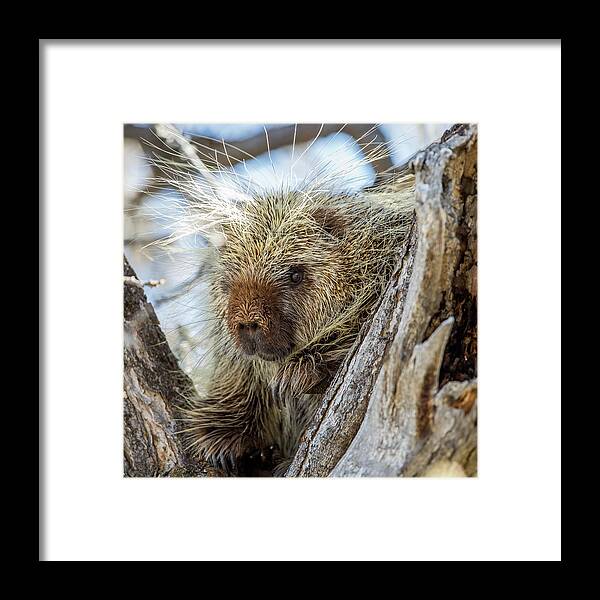 Porcupine Framed Print featuring the photograph Soul Center by Kevin Dietrich