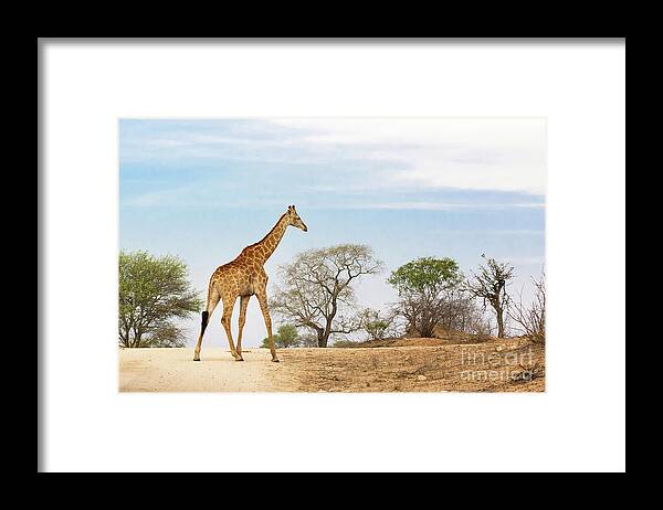 Giraffe Framed Print featuring the photograph South African giraffe by Jane Rix