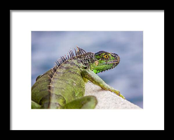 Animal Framed Print featuring the photograph South Florida Squirrel by Traveler's Pics