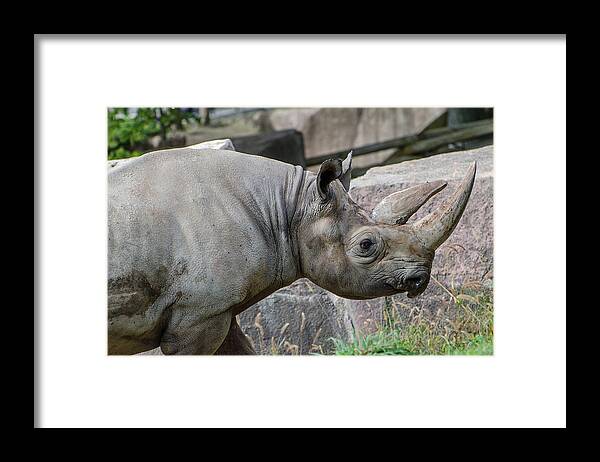 Southern Black Rhinoceros Framed Print featuring the photograph Southern Black Rhinoceros by Susan McMenamin