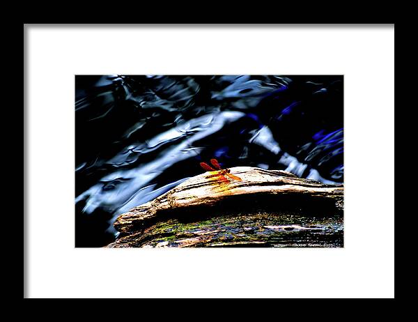 Dragonfly Framed Print featuring the photograph Southern Dragonfly by Tara Potts