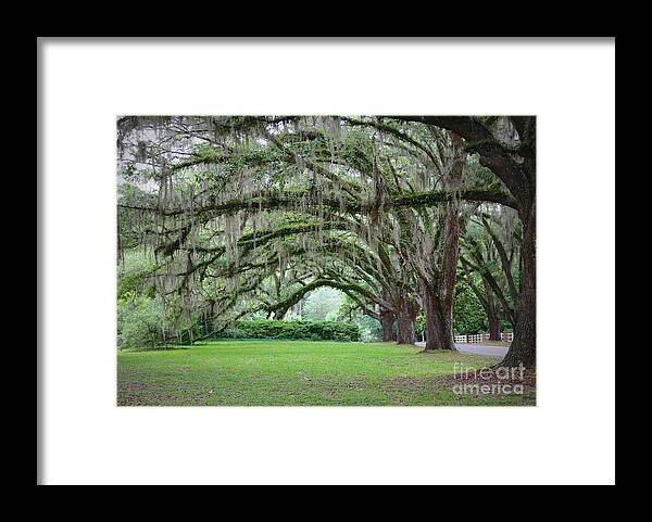Live Oaks Framed Print featuring the photograph Southern Grace by Carol Groenen
