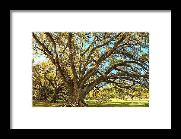 Tunnel Of Oak Trees Framed Print featuring the photograph Southern Plantation Oak Trees by Adam Jewell