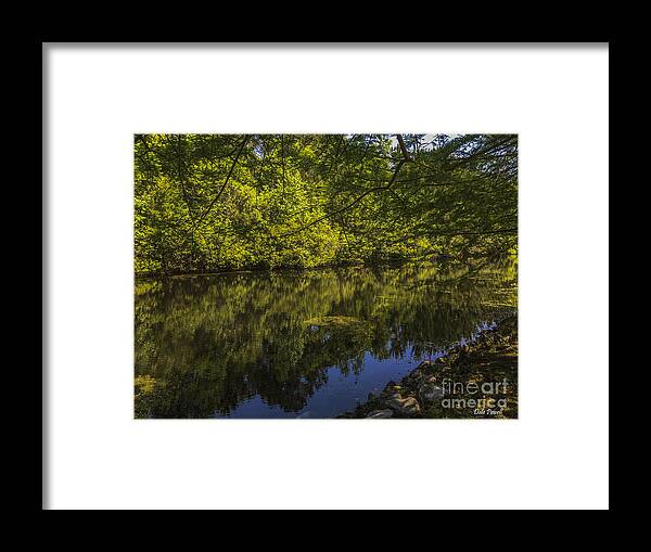 Pond Framed Print featuring the photograph Southern Still Waters by Dale Powell