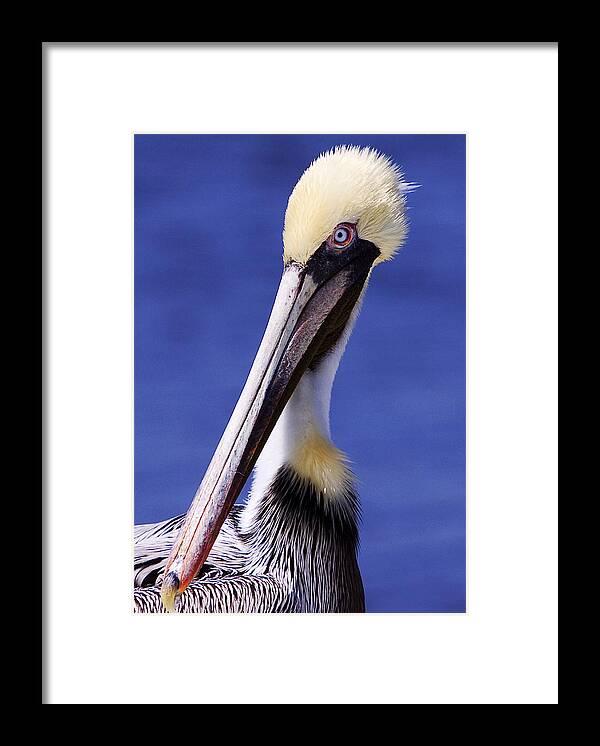 Southport Framed Print featuring the photograph Southport Pelican by Nick Noble
