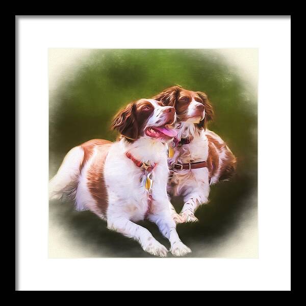 Spaniels Framed Print featuring the photograph Spaniels by Eleanor Abramson