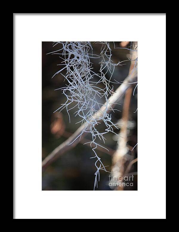 Spanish Moss Framed Print featuring the photograph Spanish Moss by Carol Groenen