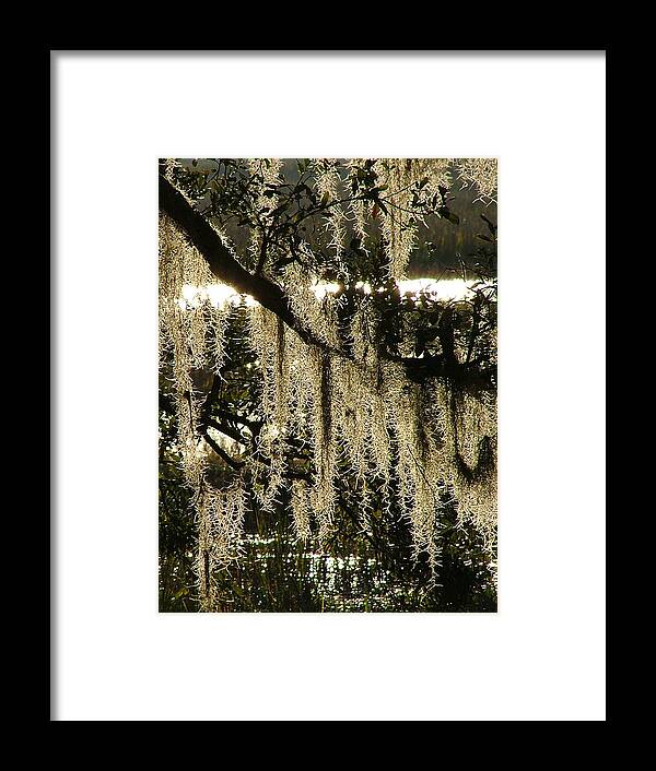 Marsh Framed Print featuring the photograph Spanish Moss by Donna Thomas