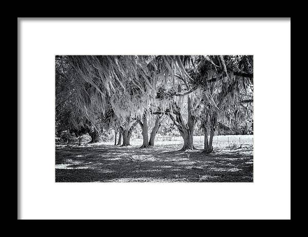 North Port Florida Framed Print featuring the photograph Spanish Moss In Black and White by Tom Singleton
