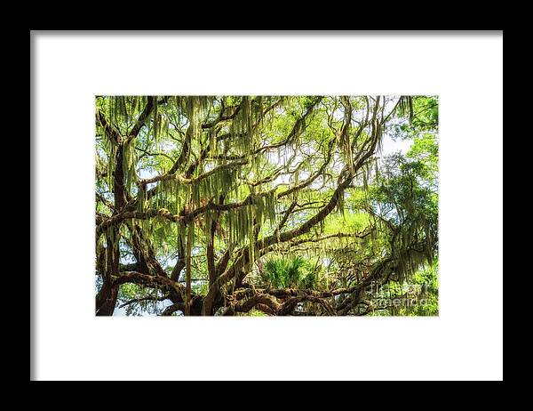 Botany Bay Road Framed Print featuring the photograph Spanish Moss by Michael Ver Sprill
