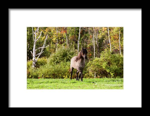 Wild Horse Framed Print featuring the photograph Spanish Mustang by JBK Photo Art