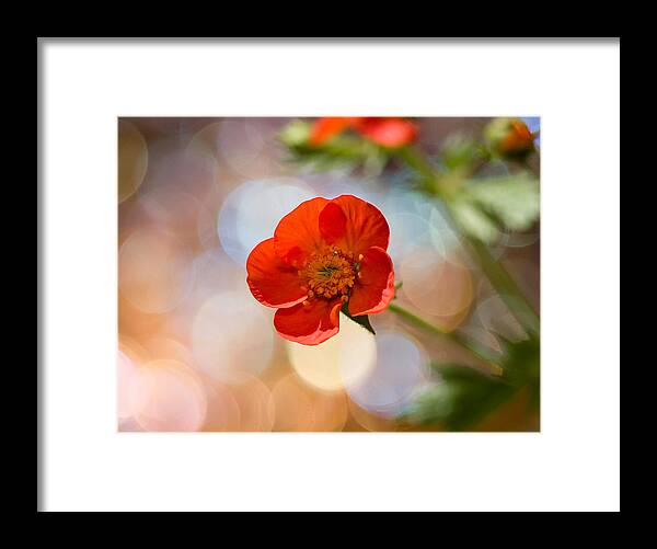 Flowers Framed Print featuring the photograph Sparkle Plenty Cookie by Dorothy Lee