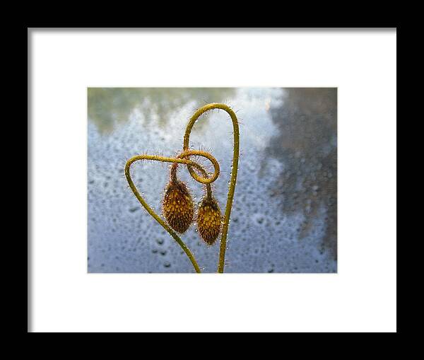 Poppy Framed Print featuring the photograph Sparkling Knotted Poppy Pod by Barbara St Jean