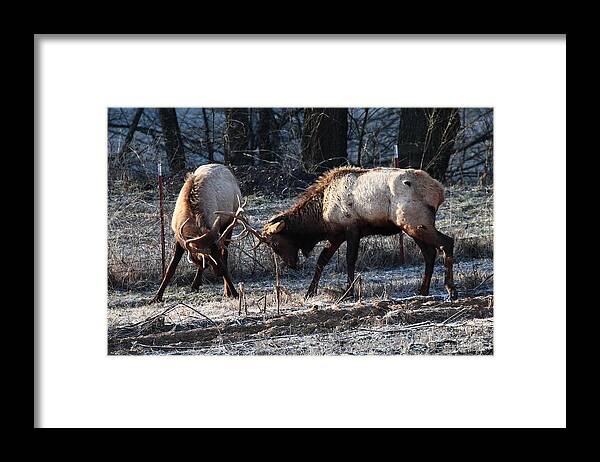 Bull Elk Framed Print featuring the photograph Sparring Elk in February by Michael Dougherty