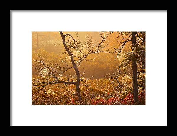 Autumn Framed Print featuring the photograph Sparrow and Spiderwebs by Irwin Barrett