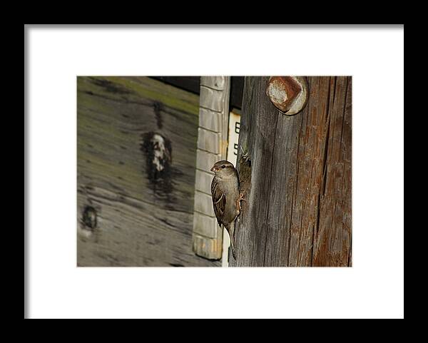Bird Framed Print featuring the photograph Sparrow in Pier Townhouse by Margie Avellino