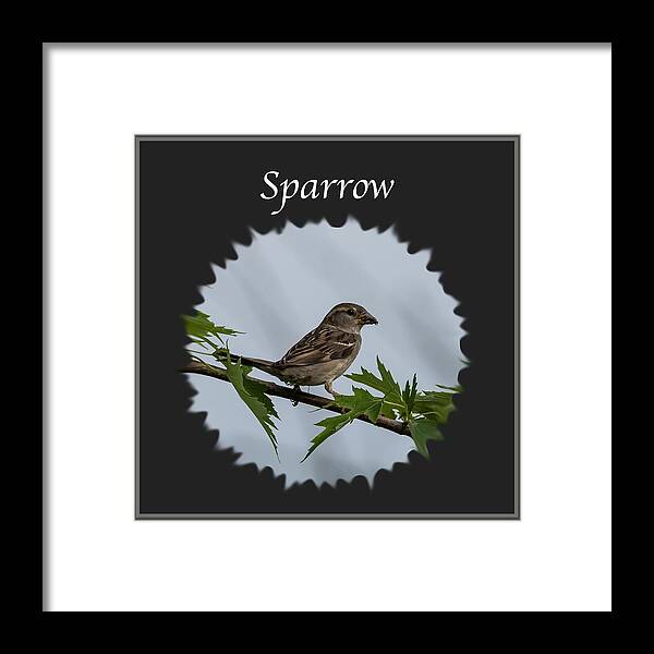 Sparrow Framed Print featuring the photograph Sparrow  by Holden The Moment