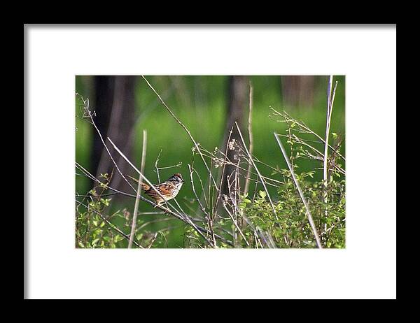 Wildlife Framed Print featuring the photograph Sparrow On A Branch by John Benedict