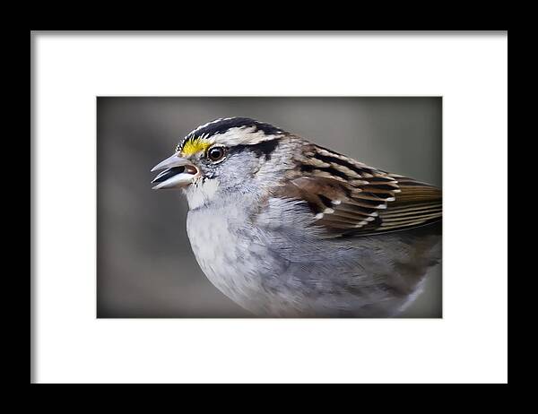 Avian Framed Print featuring the photograph Sparrow by Patricia Montgomery