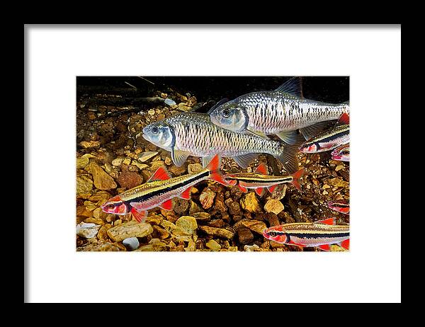 Spawn Framed Print featuring the photograph Spawning Shiners by Robert Charity