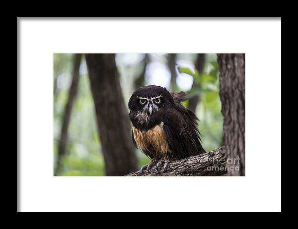 Owl Framed Print featuring the photograph Spectacled Owl by Andrea Silies